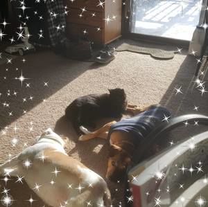 Meet your Posher, Joy